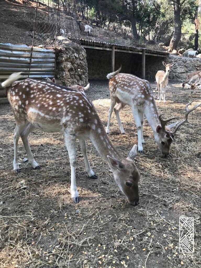 Dama Dama deer Ελάφια Δάμα / Πλατώνι