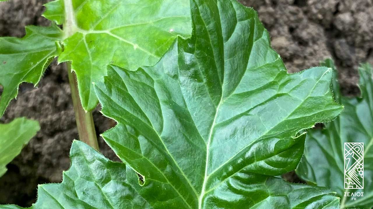 Ακανθος - Acanthus mollis 1