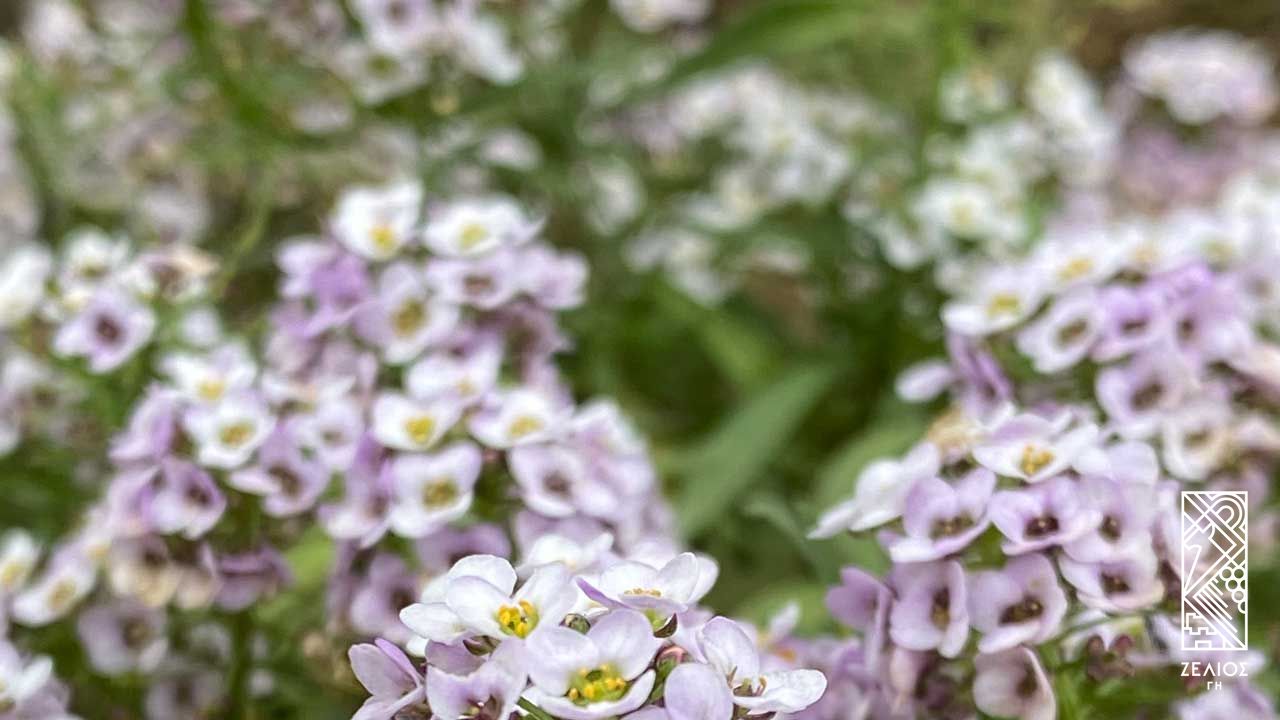 Αλυσσος - Alyssum maritimum 1