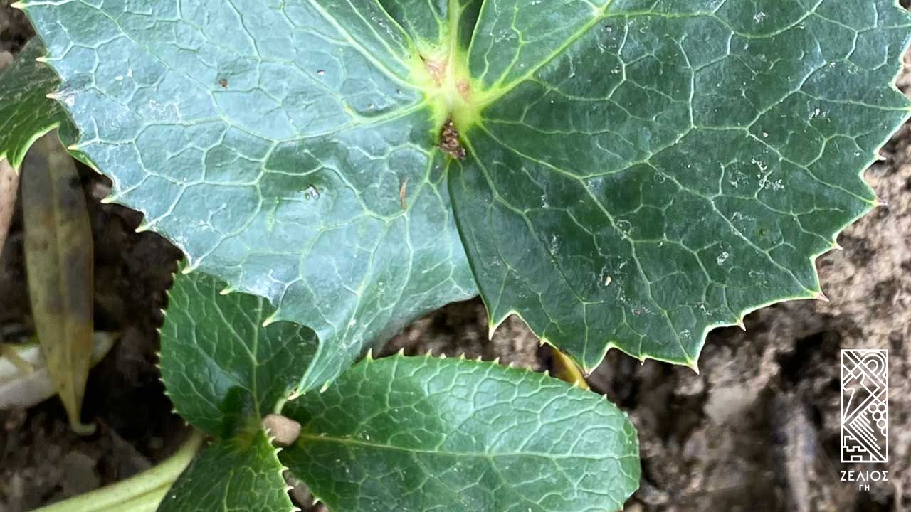Ελλέβορος ο κυκλόφυλλος - Helleborus Cyclophyllus 1