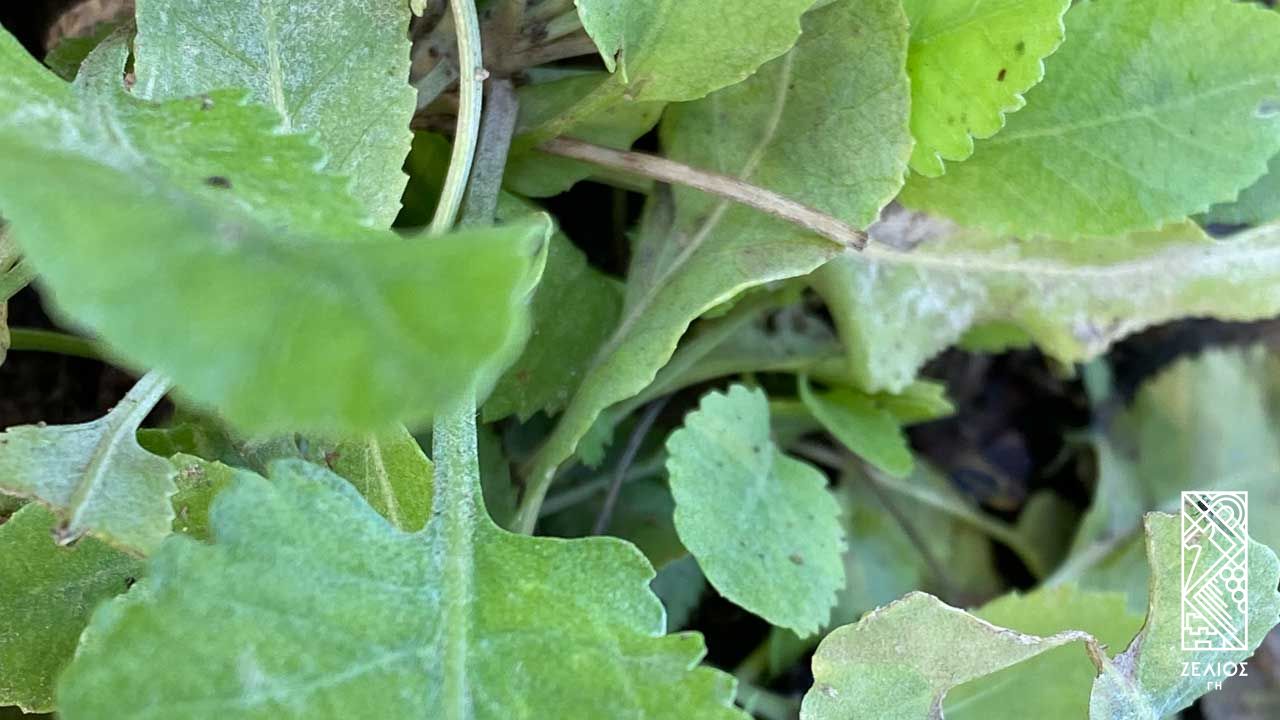 Τανατσέτο - Tanacetum parthenium 1
