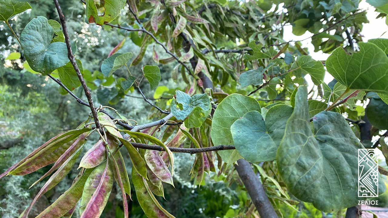 Κουτσουπιά - Cercis siliquastrum 1