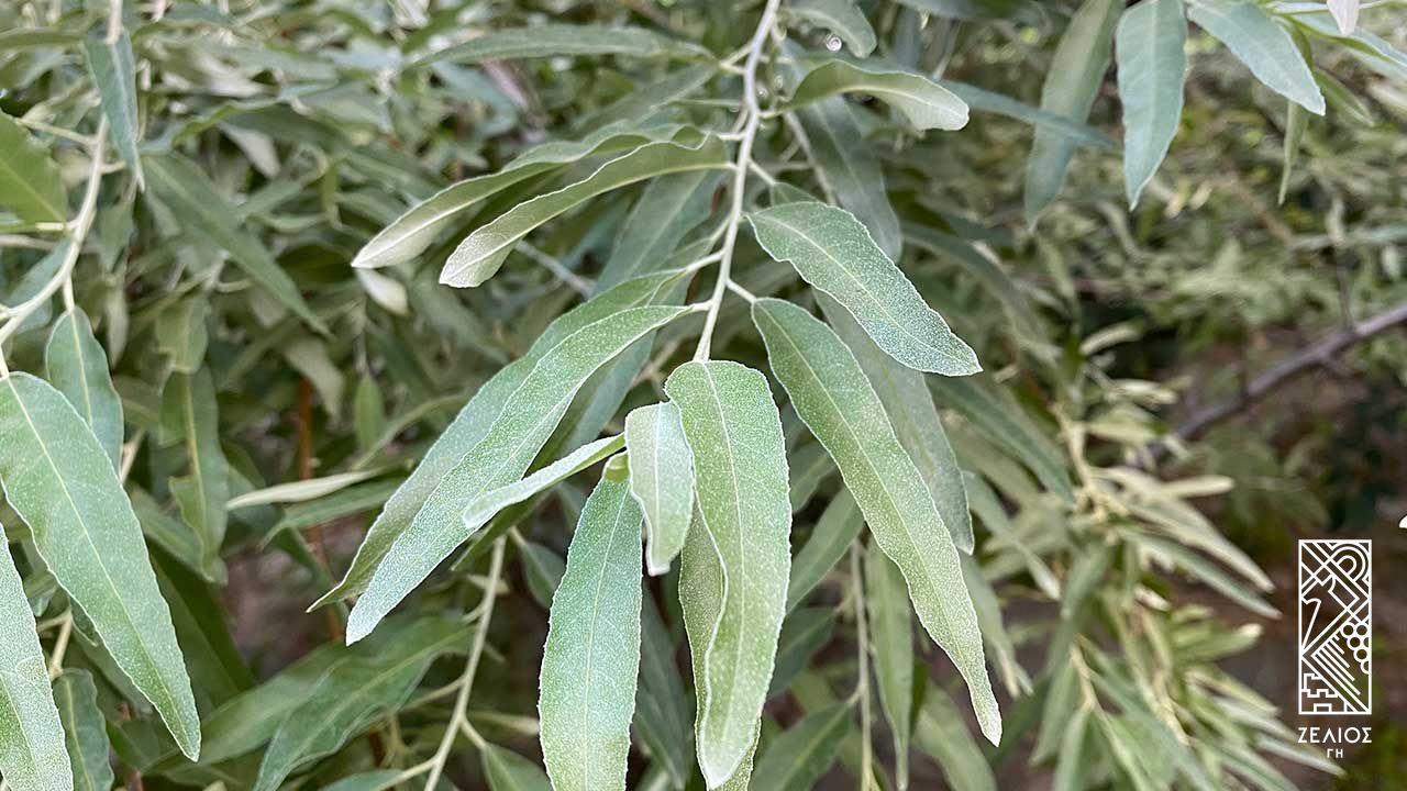 Ελαίαγνος - Elaeagnus angustifolia 1