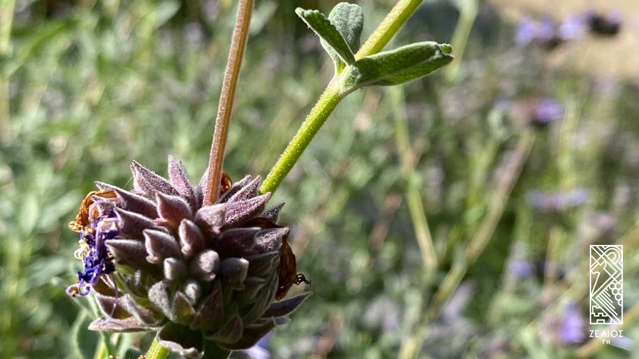 Φασκόμηλο Δαλματίας - Salvia azurea grandiflora 1