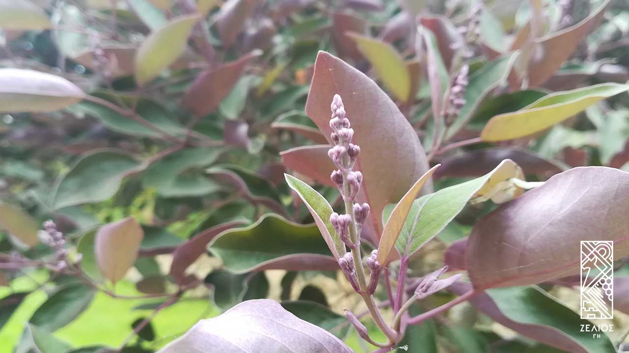 Λυγαριά μωβ - Vitex trifolia "purpurea" 1