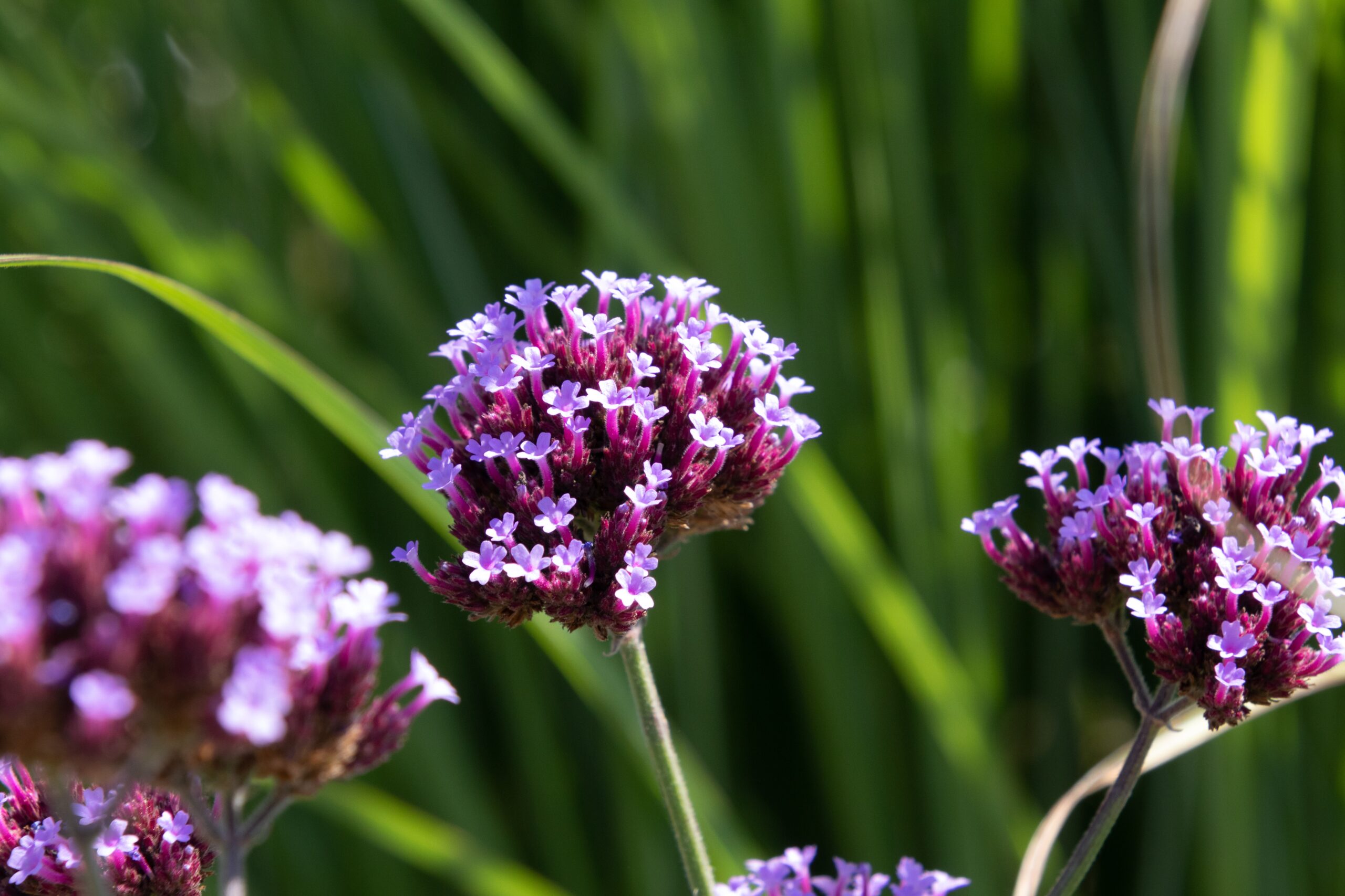 Βερβένα - Verbena officinalis 1