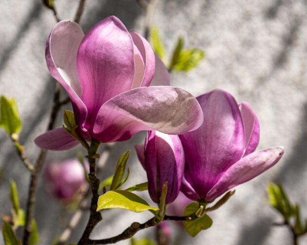Μανόλια σουλατζιάνα - Magnolia soulangeana 1