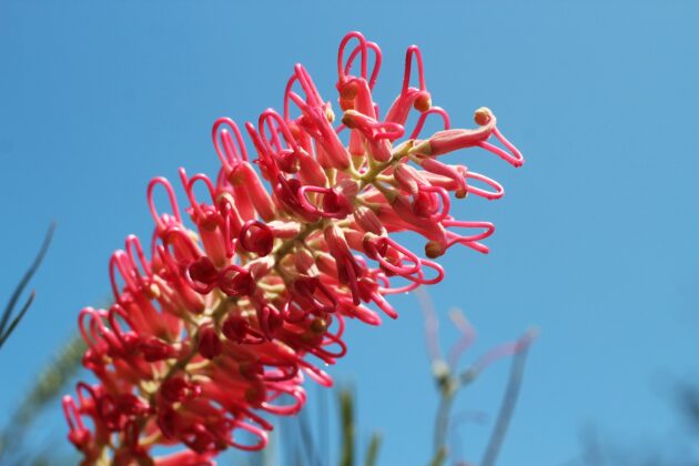 Γκρεβιλλέα Γιουνιπερίνα - Grevillea juniperina 1